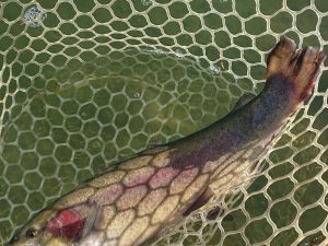 12月16日（火）　日の出町　田村さん