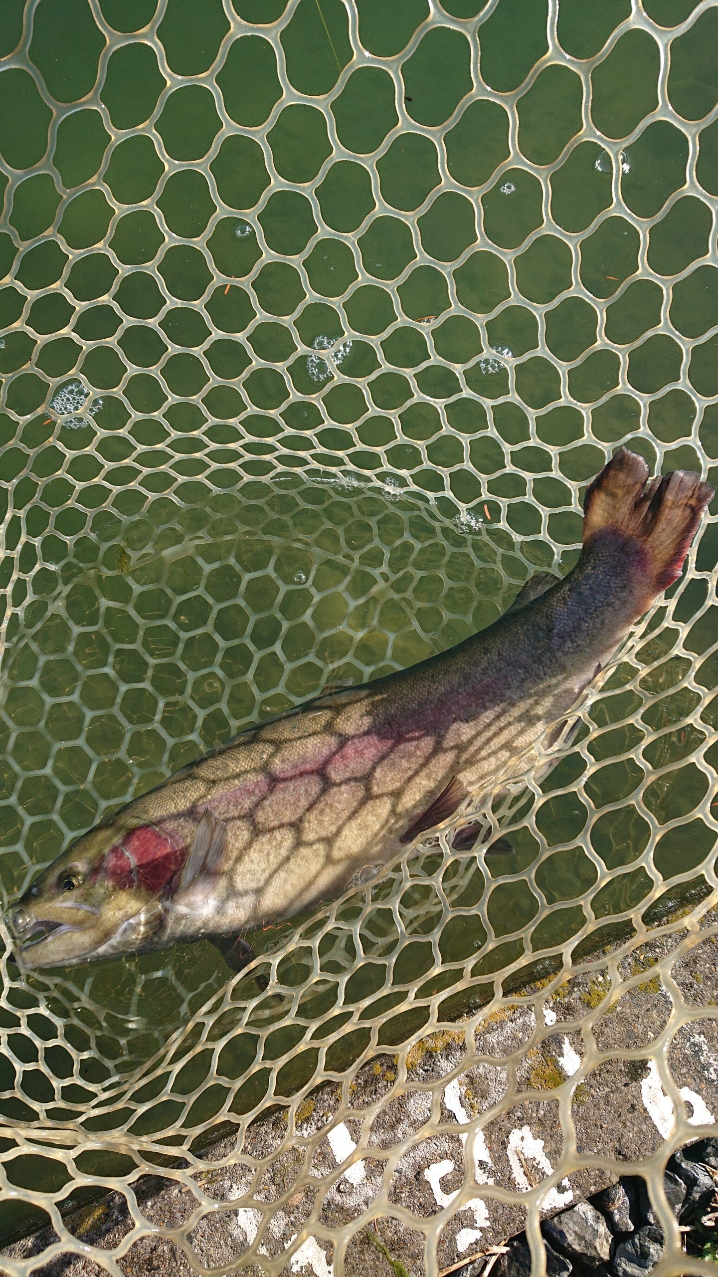 12月16日（火）　日の出町　田村さん