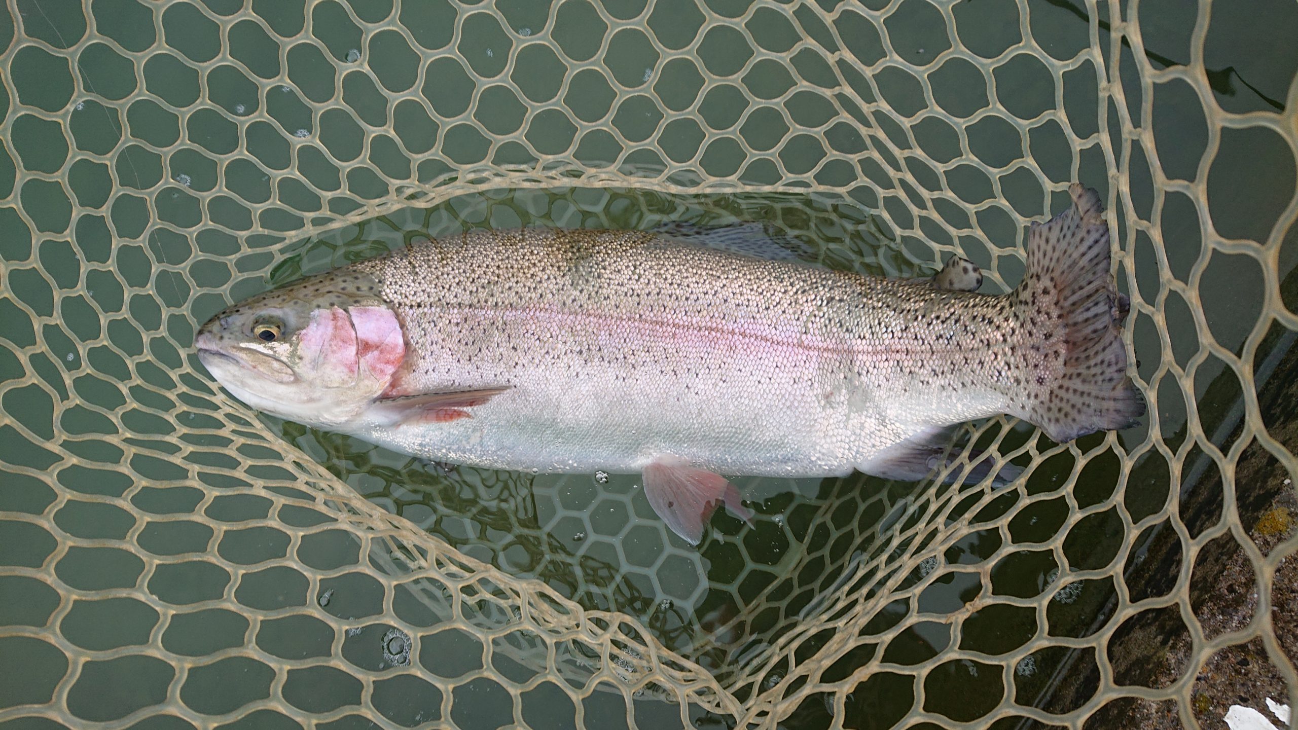12月20日(土)日の出町 田村 さん
