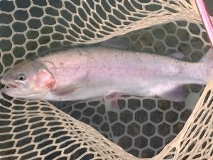 11月30日（日）三鷹市　くにザイルさん