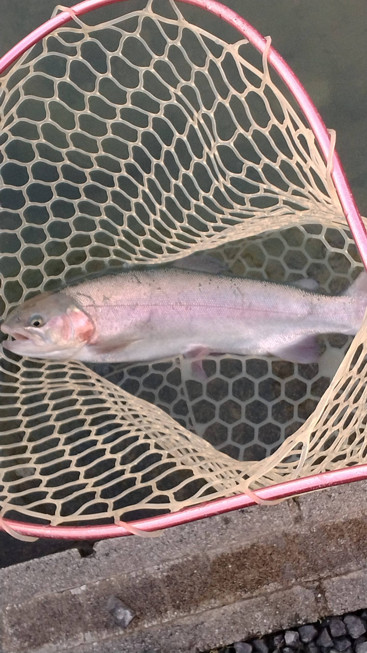 11月30日(日)三鷹市 くにザイルさん