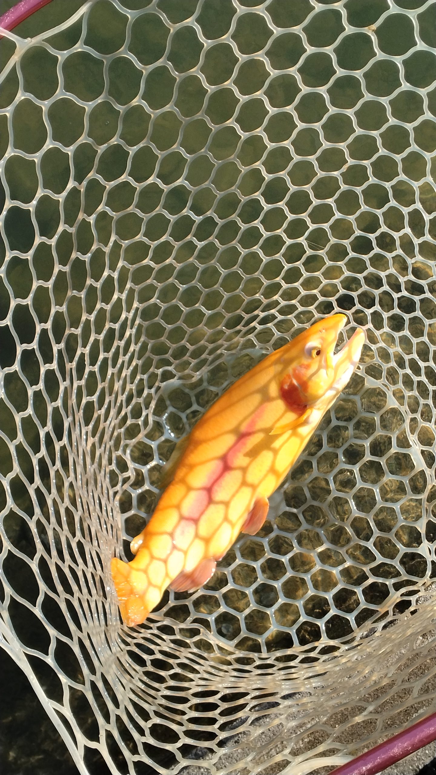 12月7日(日)三鷹市 くにザイルさん