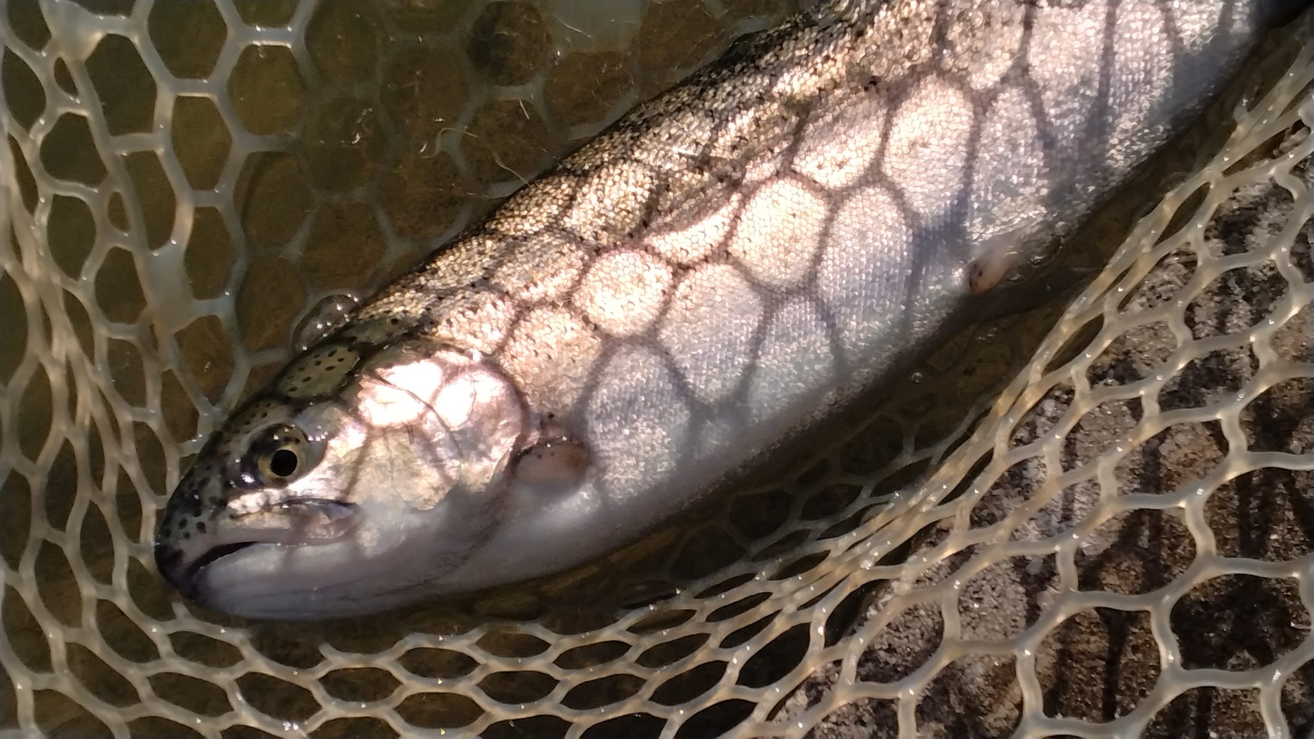 12月29日(月)　三鷹市　くにザイルさん