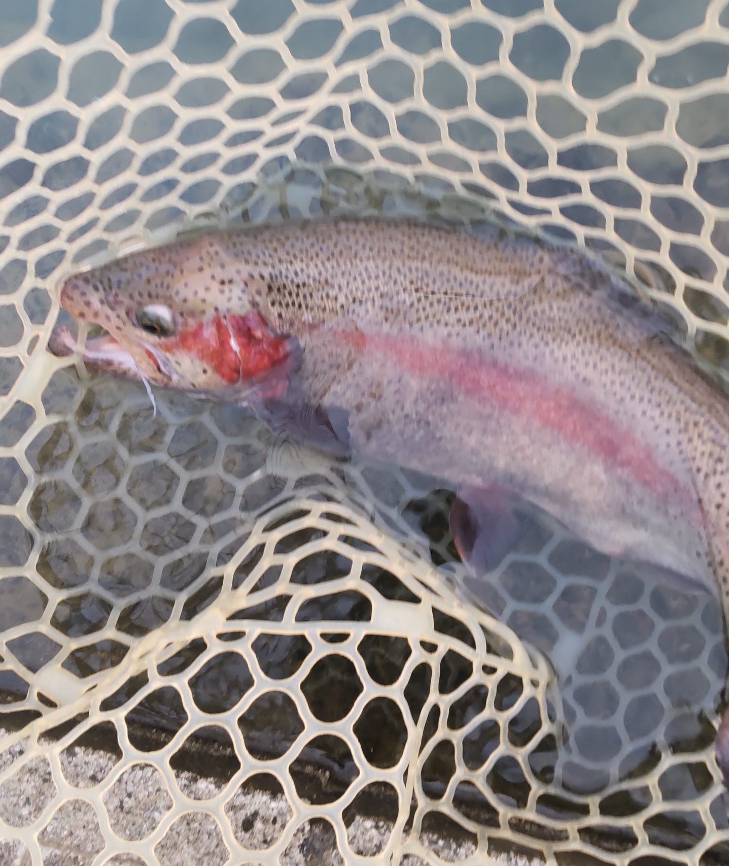 12月2日（火）所沢市　コロンレインボーさん