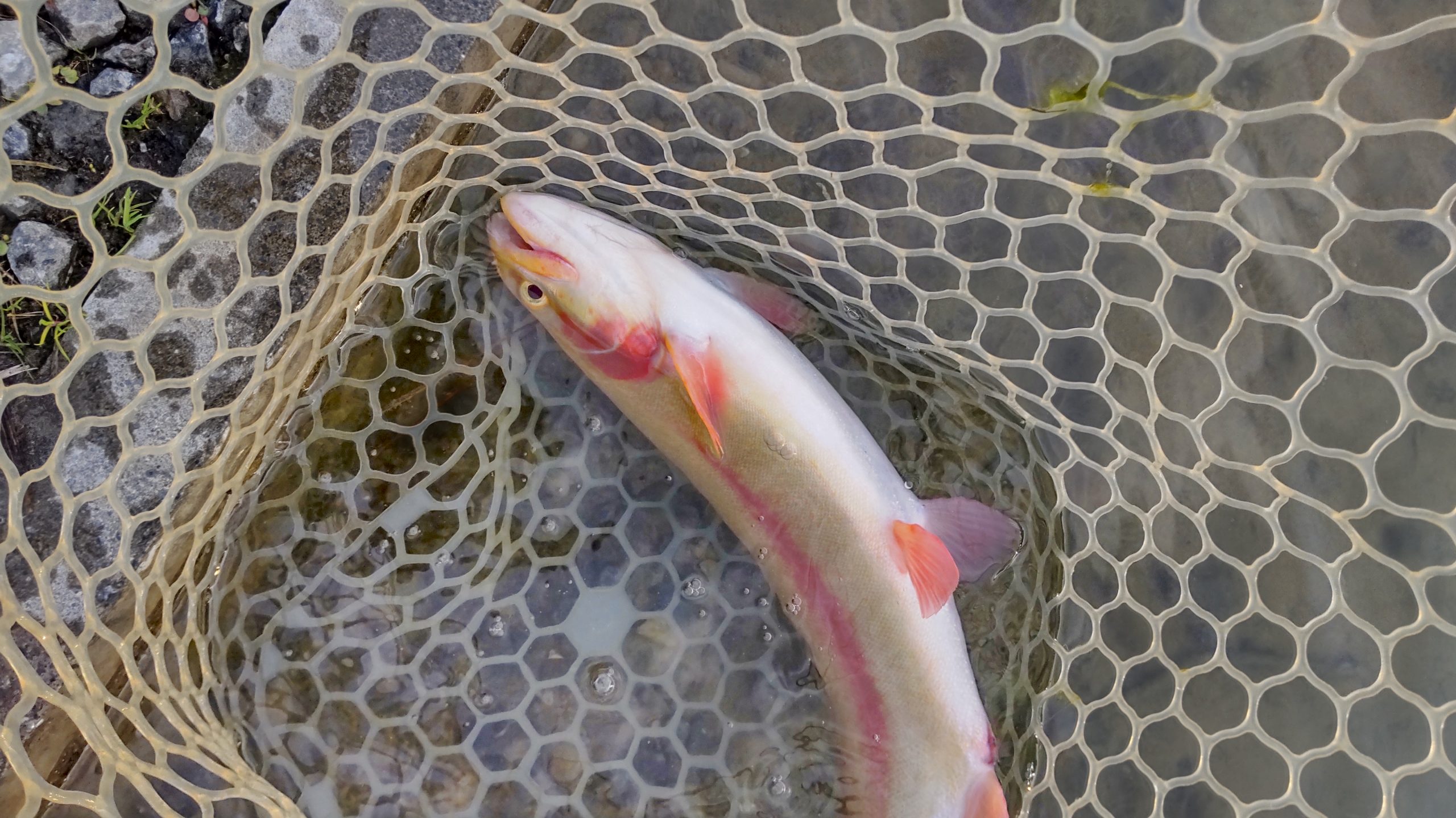 12月23日（火）所沢市　コロンレインボーさん