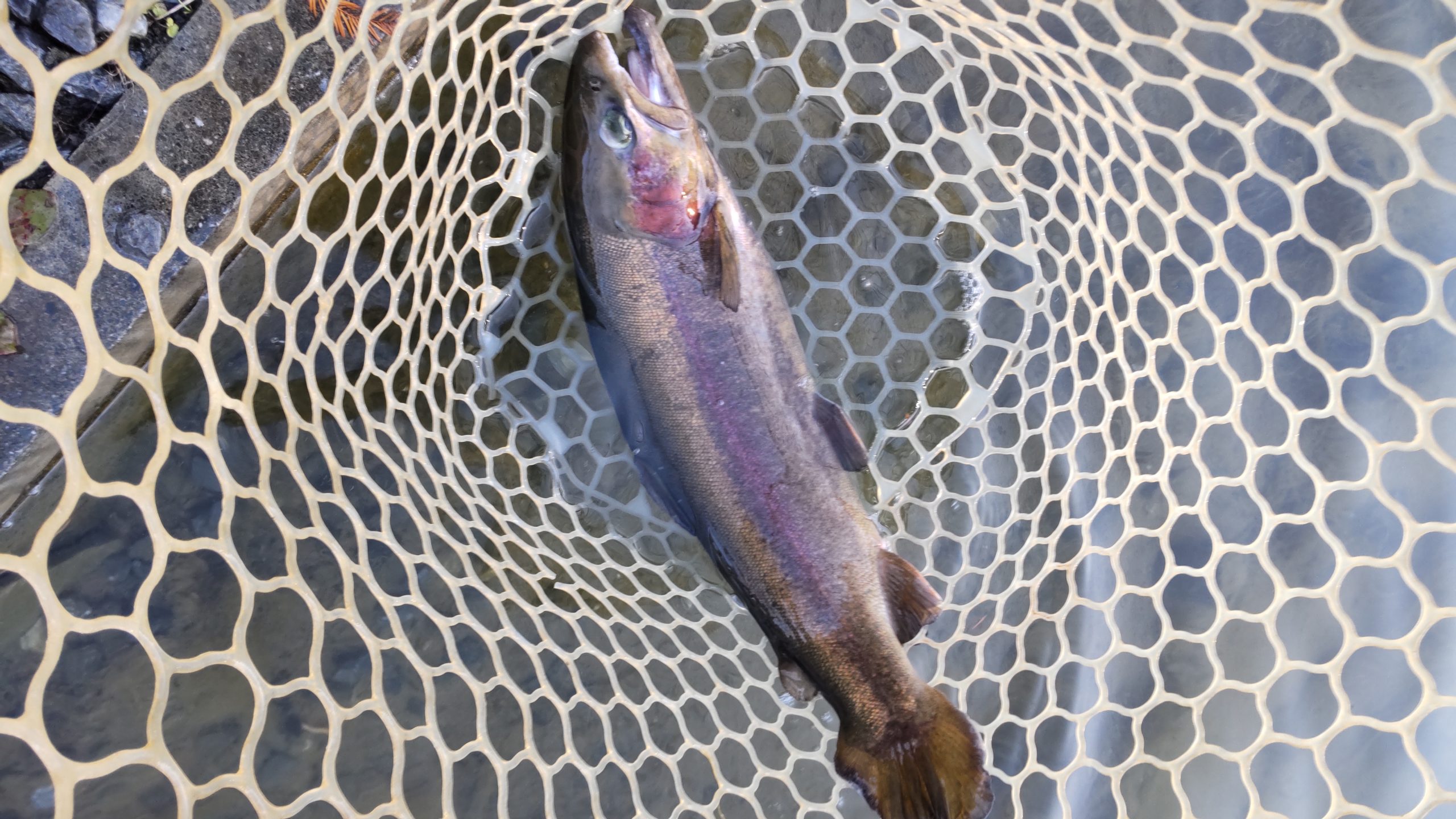 12月27日(土)所沢市 コロンレインボーさん