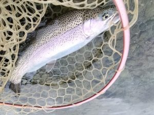 12月2日（火）福生市　KOさん