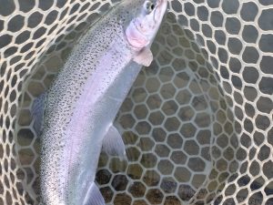 12月16日（火）　国分寺市　国分寺のMさん