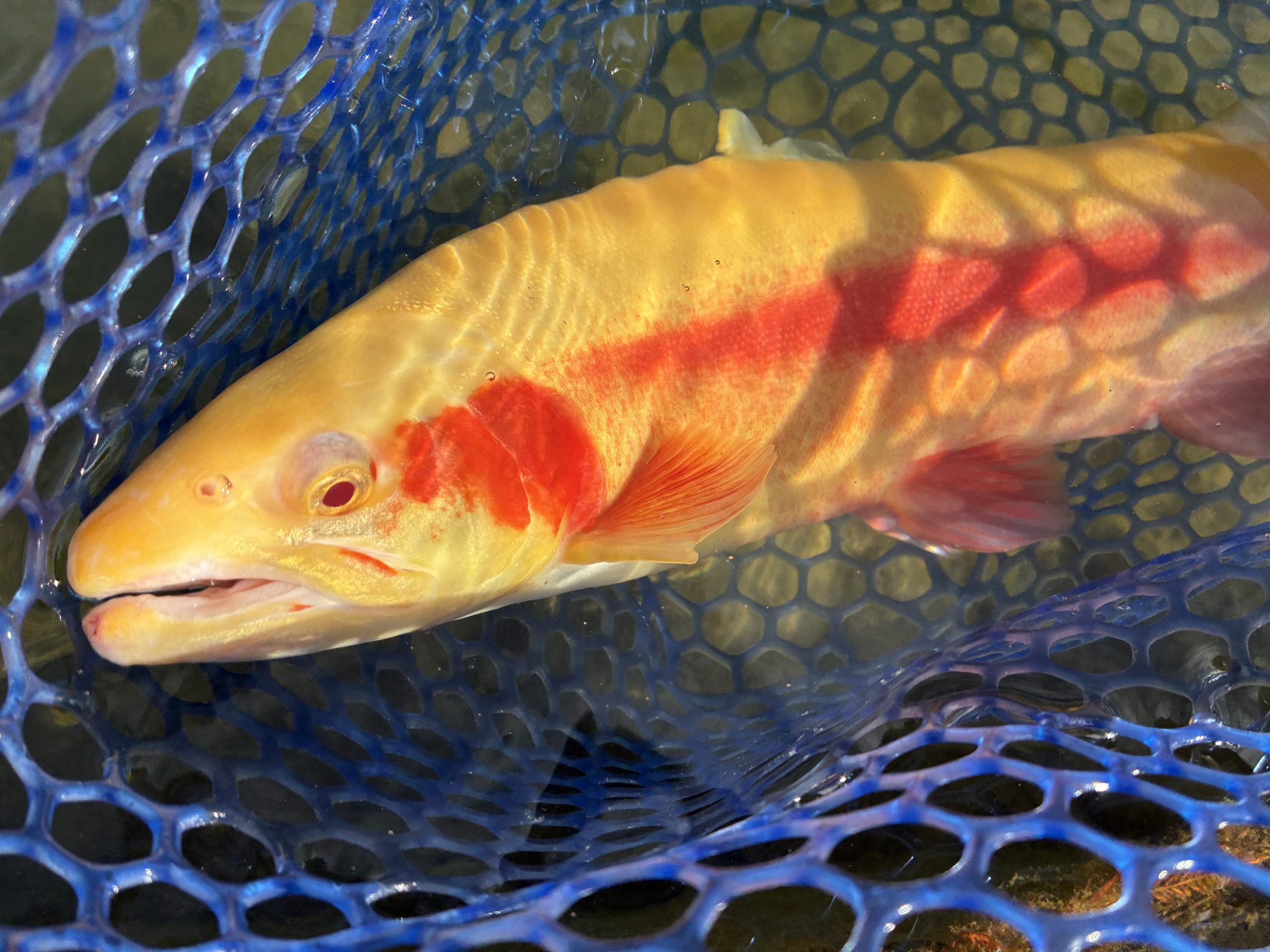 12月19日（金）　八王子市　そーたさん