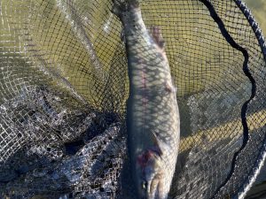 12月29日(月)　町田市　トヨシマさん