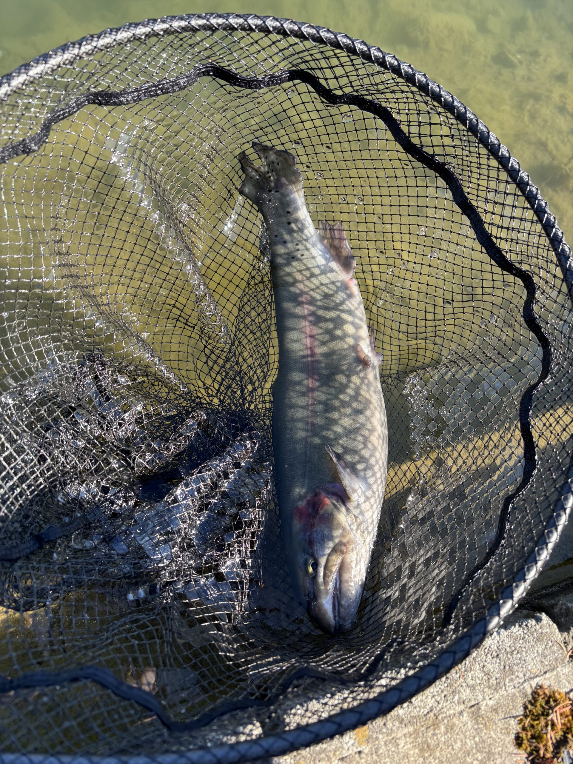 12月29日(月)　町田市　トヨシマさん