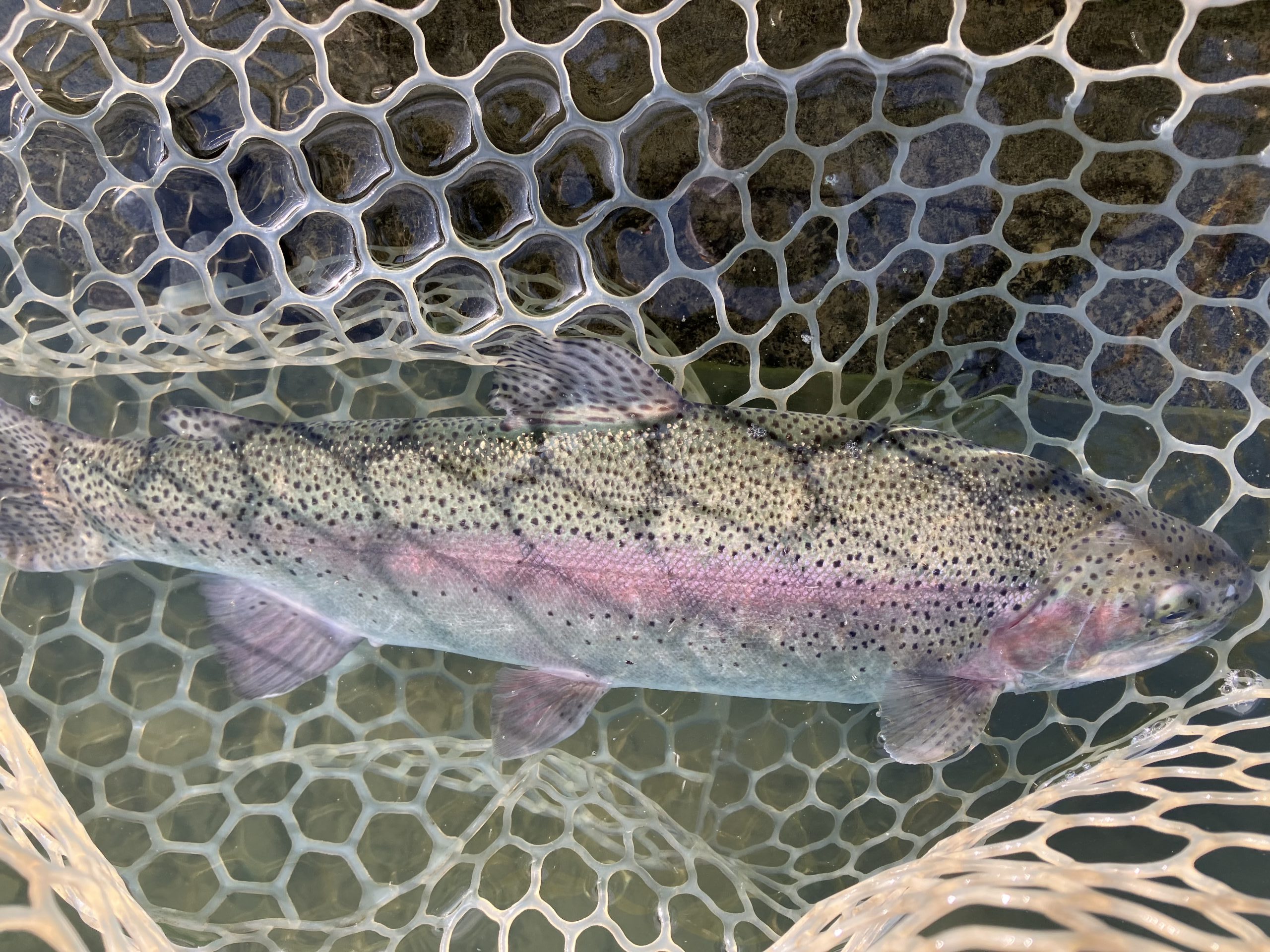 12月3日（水）越谷市　iwana107　さん