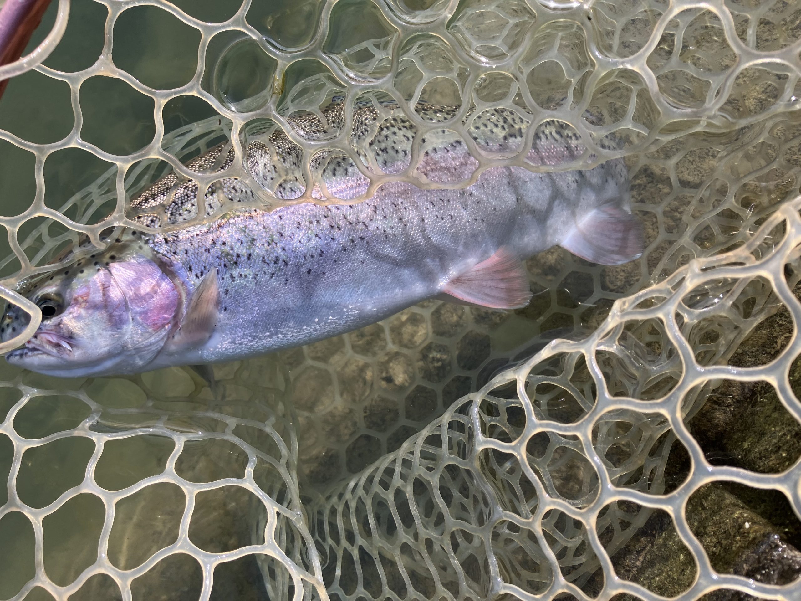 12月10日（水）越谷市　iwana107さん