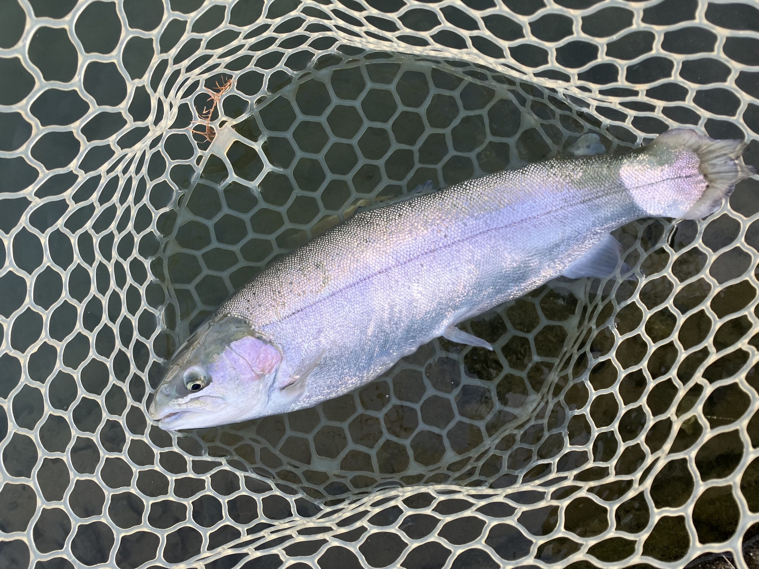 12月17日（水）越谷市　iwana107　さん