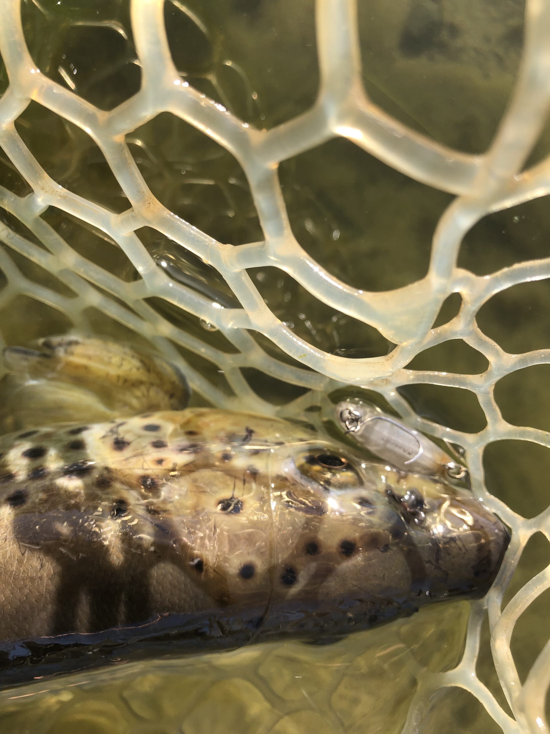 12月29日(月)　八王子市　Mookieさん