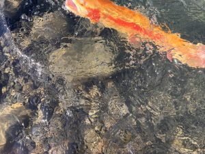 11月30日（日）　小平市　しいたけさん