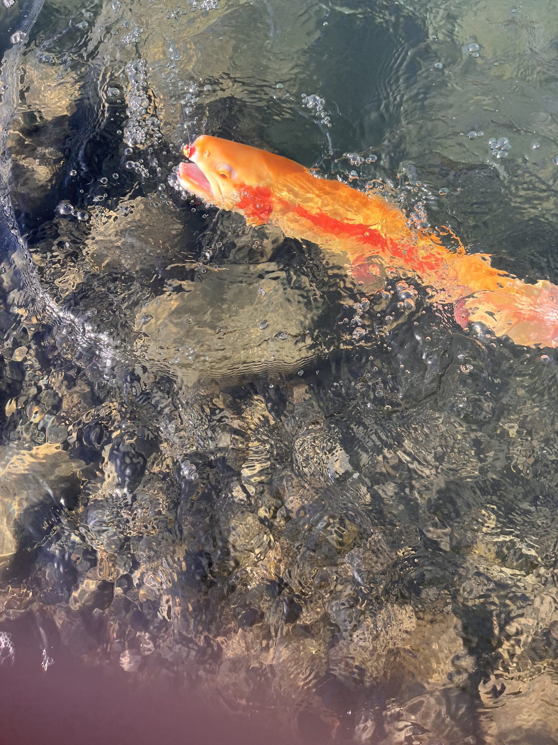 11月30日（日）　小平市　しいたけさん