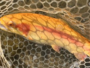 12月7日（日）小平市　しいたけさん