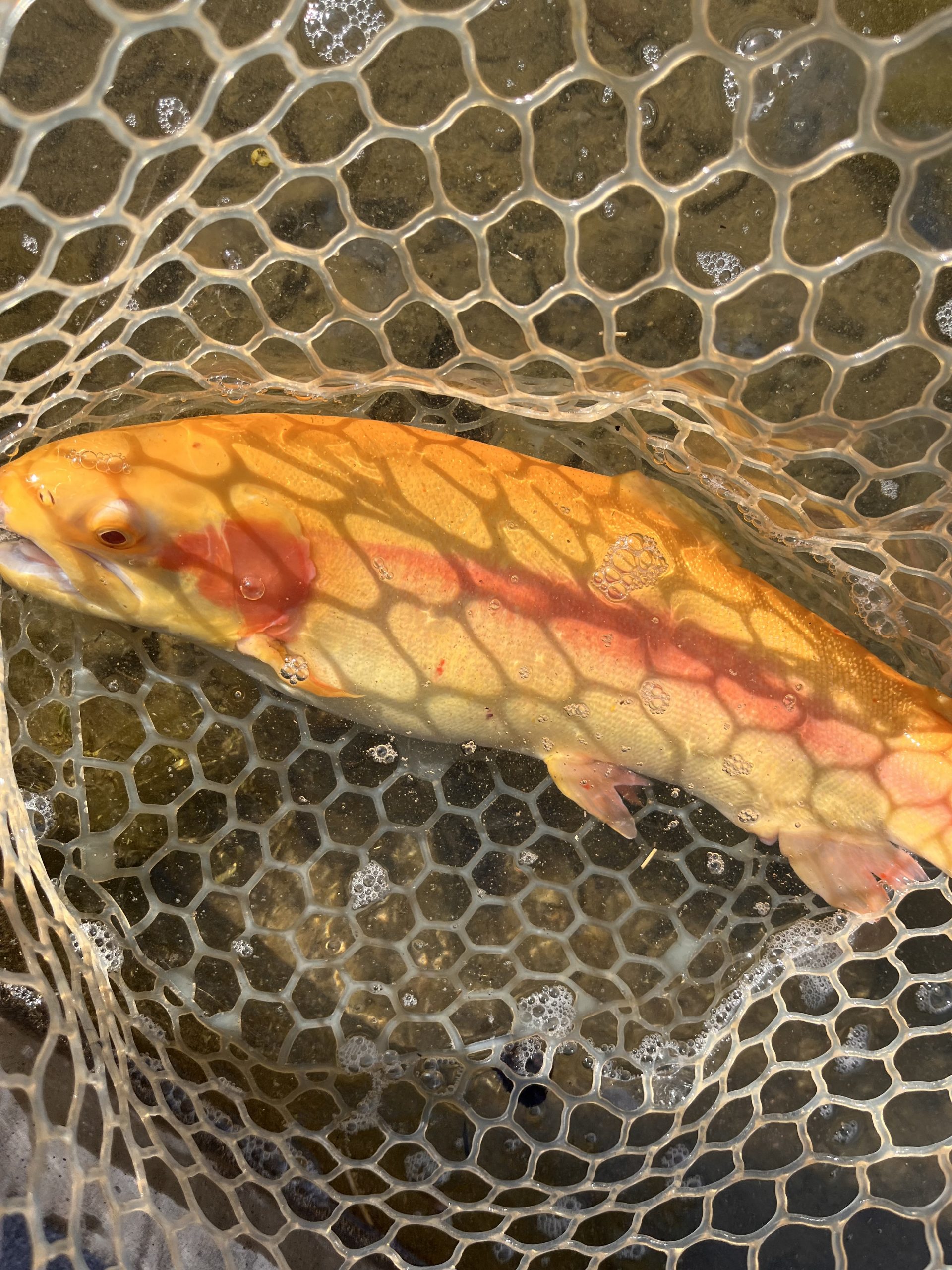 12月7日（日）小平市　しいたけさん