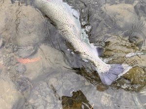 12月14日(日)　小平市　しいたけさん