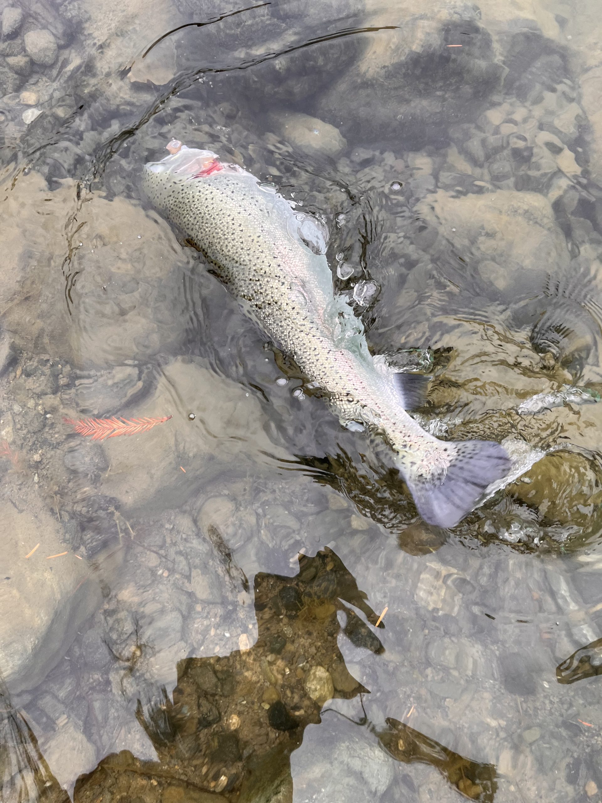 12月14日(日) 小平市 しいたけさん