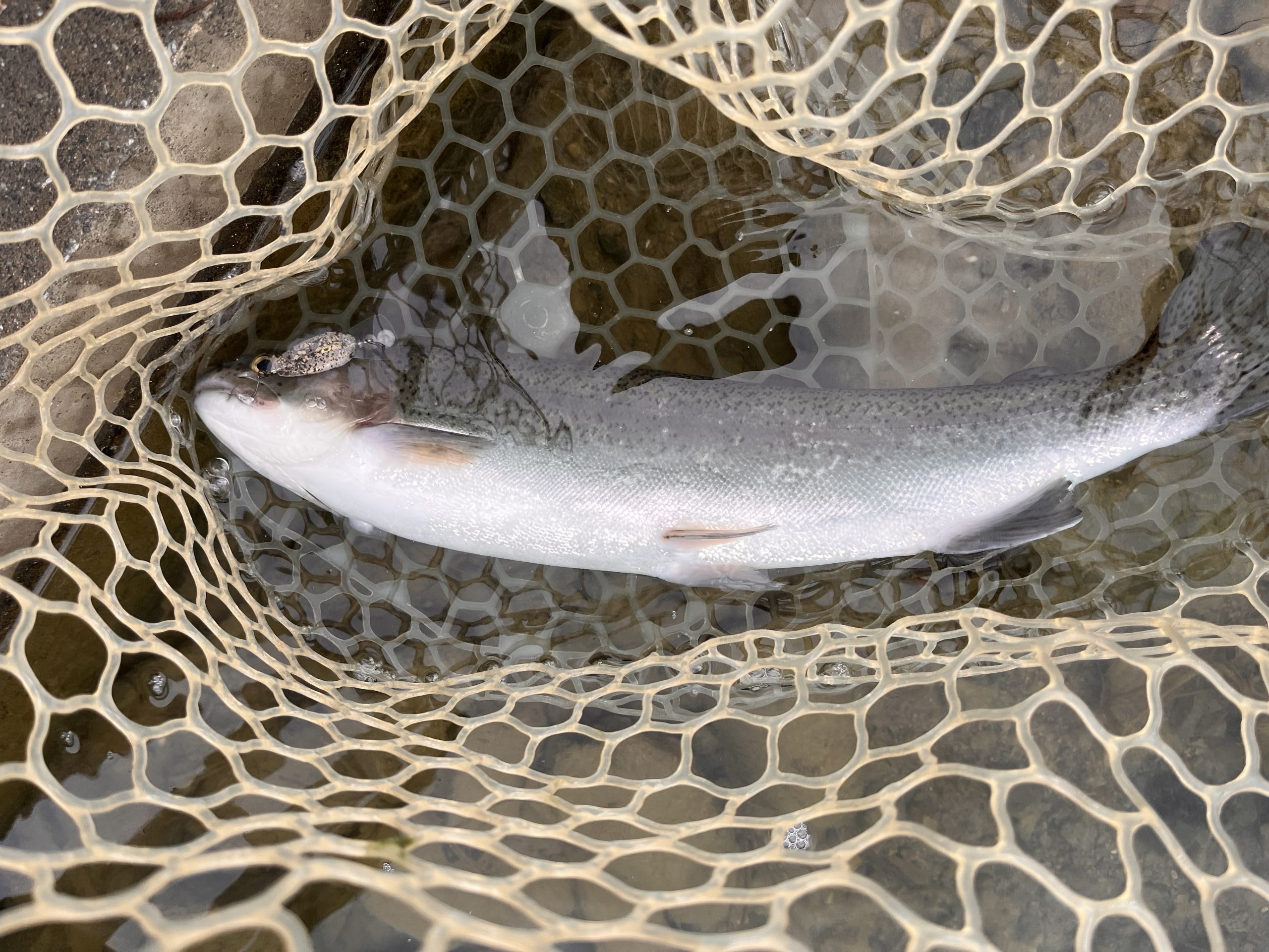 12月21日（日）小平市　しいたけさん