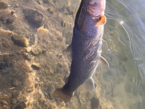 12月28日（日）小平市　しいたけさん