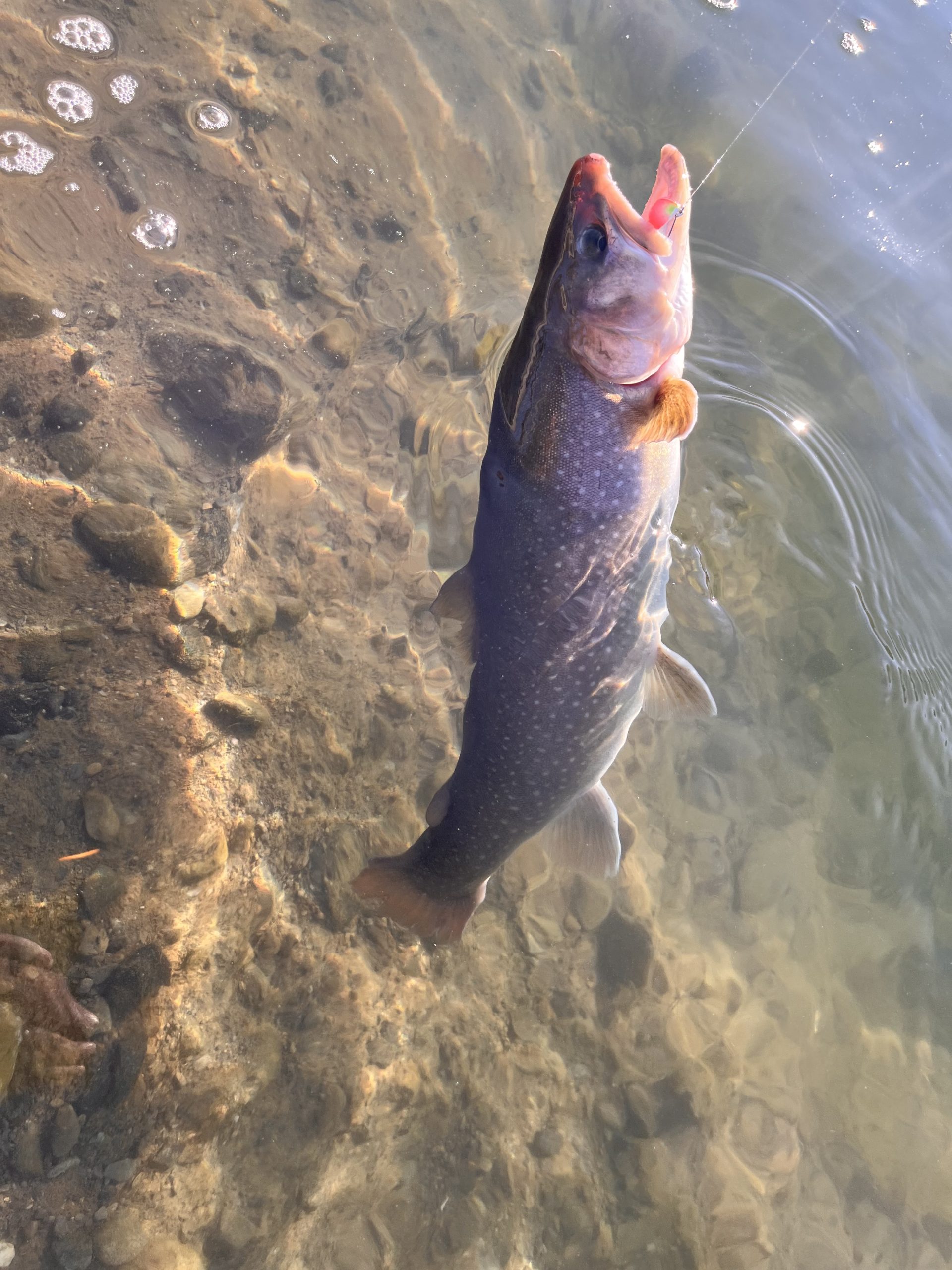 12月28日（日）小平市　しいたけさん