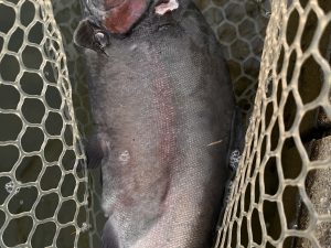 12月30日(火)　小平市　しいたけさん