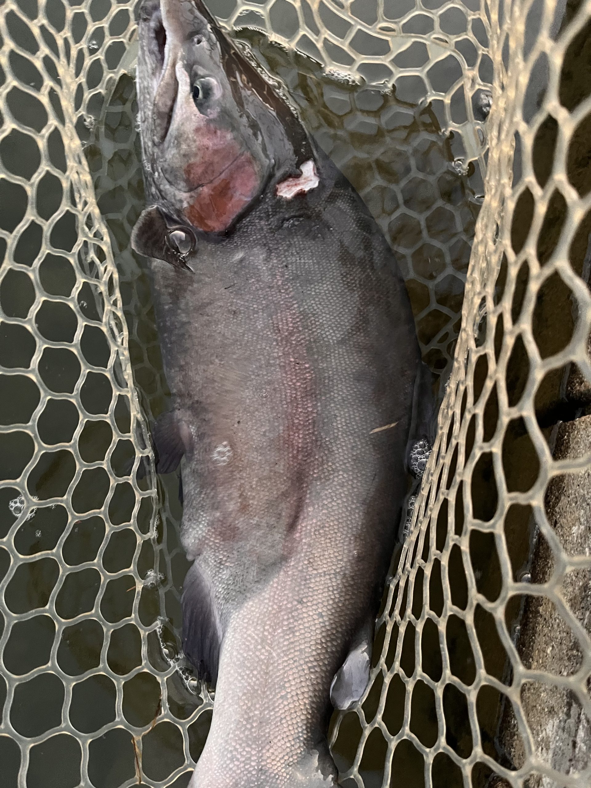 12月30日(火)　小平市　しいたけさん