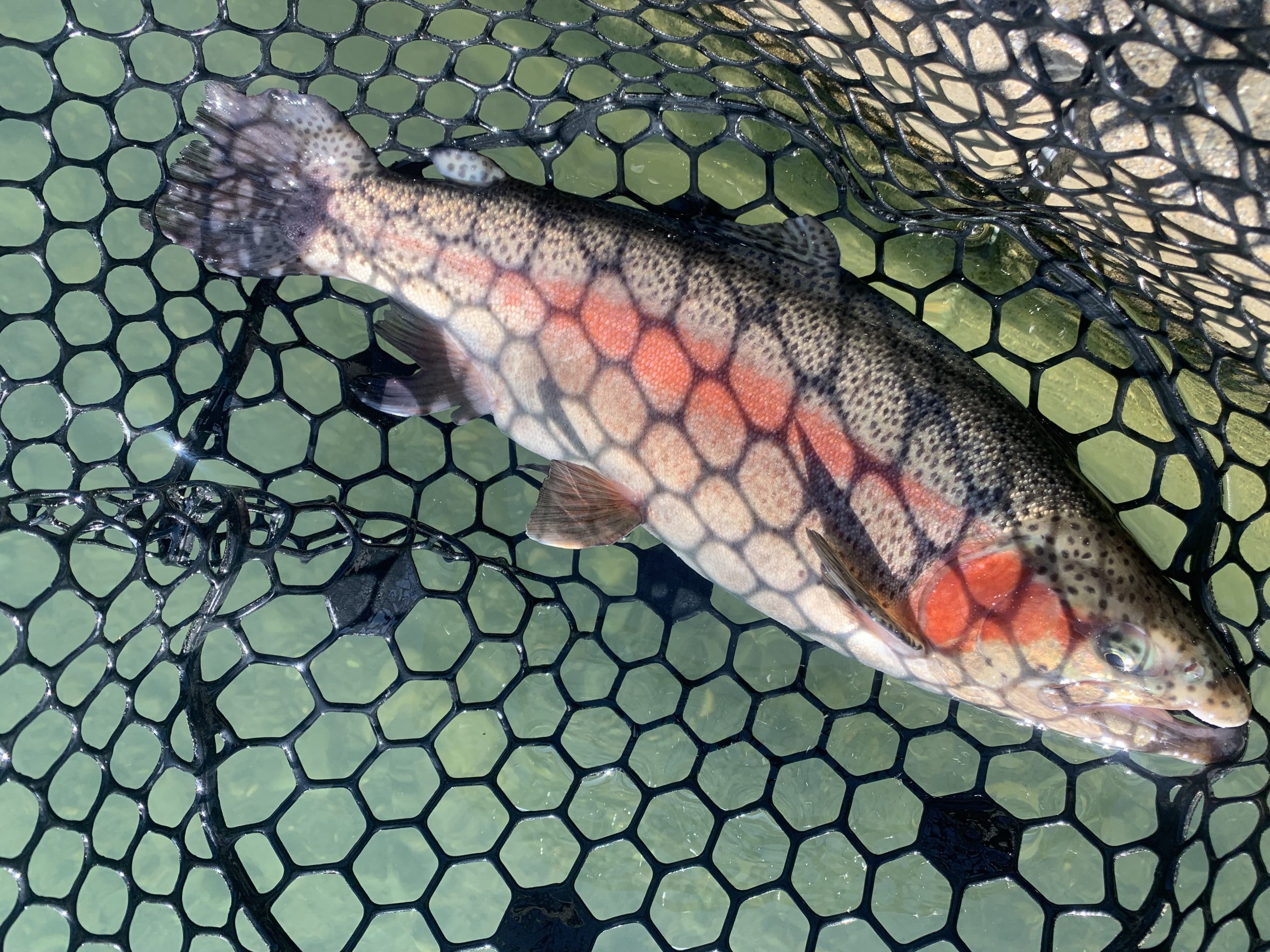 11月30日（日）国立市　K.Tさん