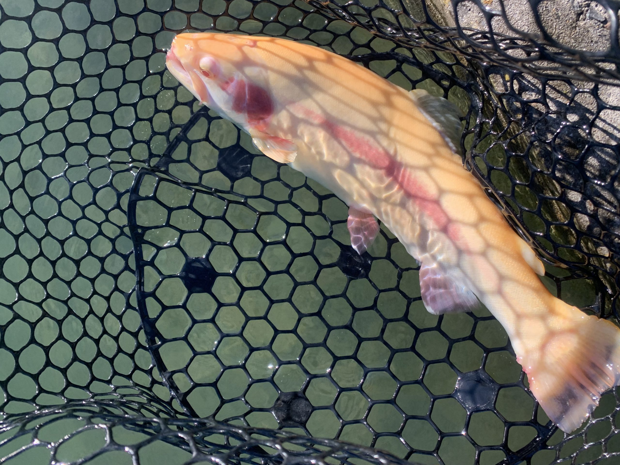 12月5日（金）国立市　K.Tさん