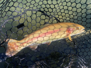 12月8日（月）　国立市　K.Tさん