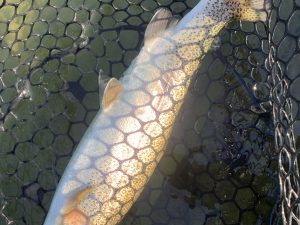 12月17日（水）国立市東　K.Tさん