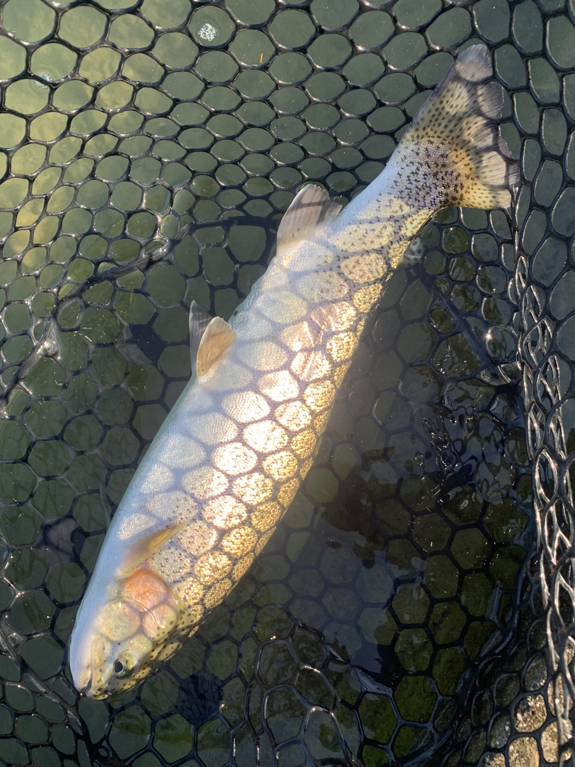 12月17日（水）国立市東　K.Tさん