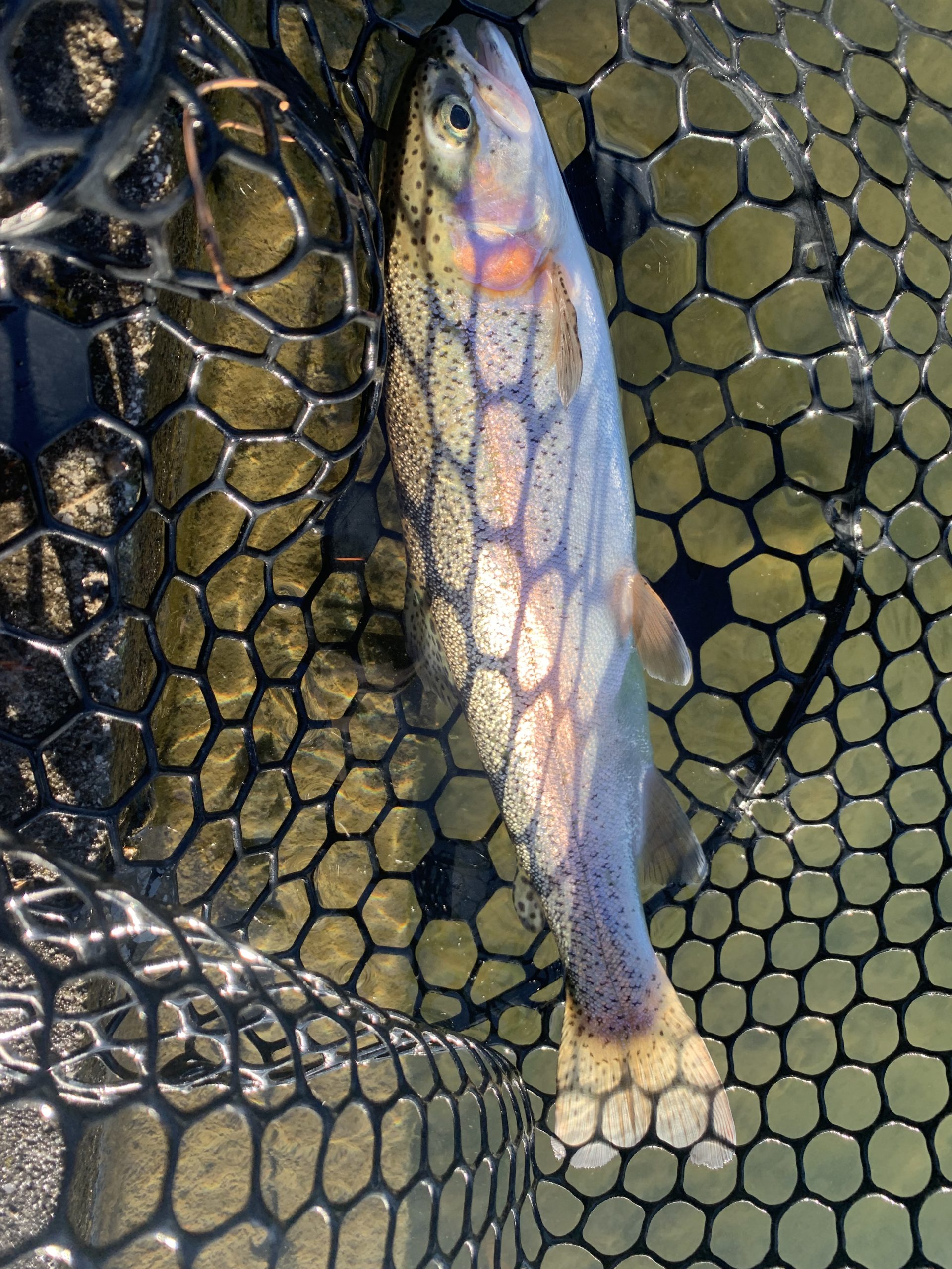 12月26日(金)　国立市　K.Tさん