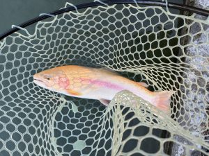 11月30日（日）　八王子市　せっきーさん