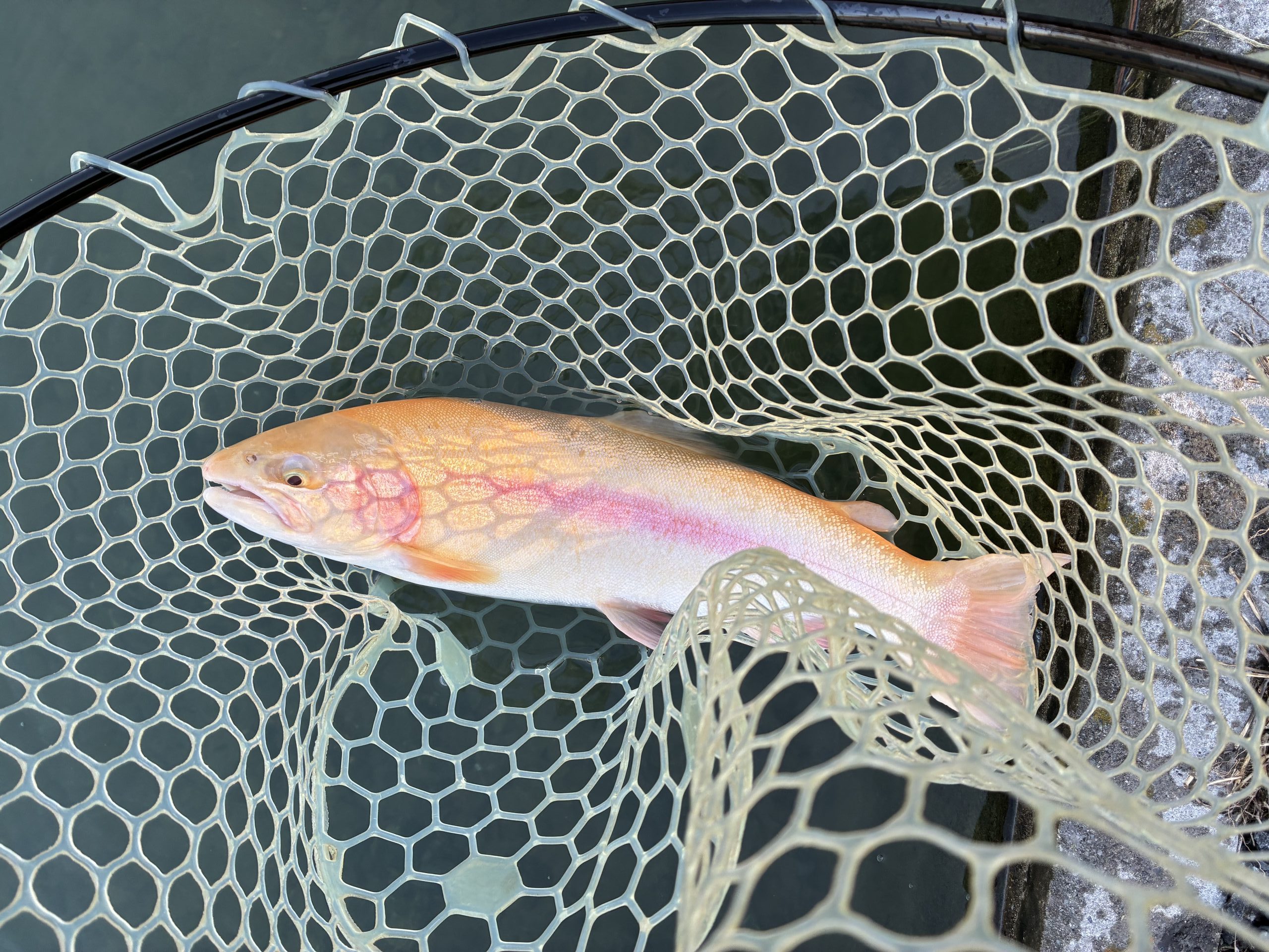 11月30日（日）　八王子市　せっきーさん