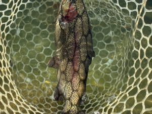 12月7日（日）八王子市　せっきーさん