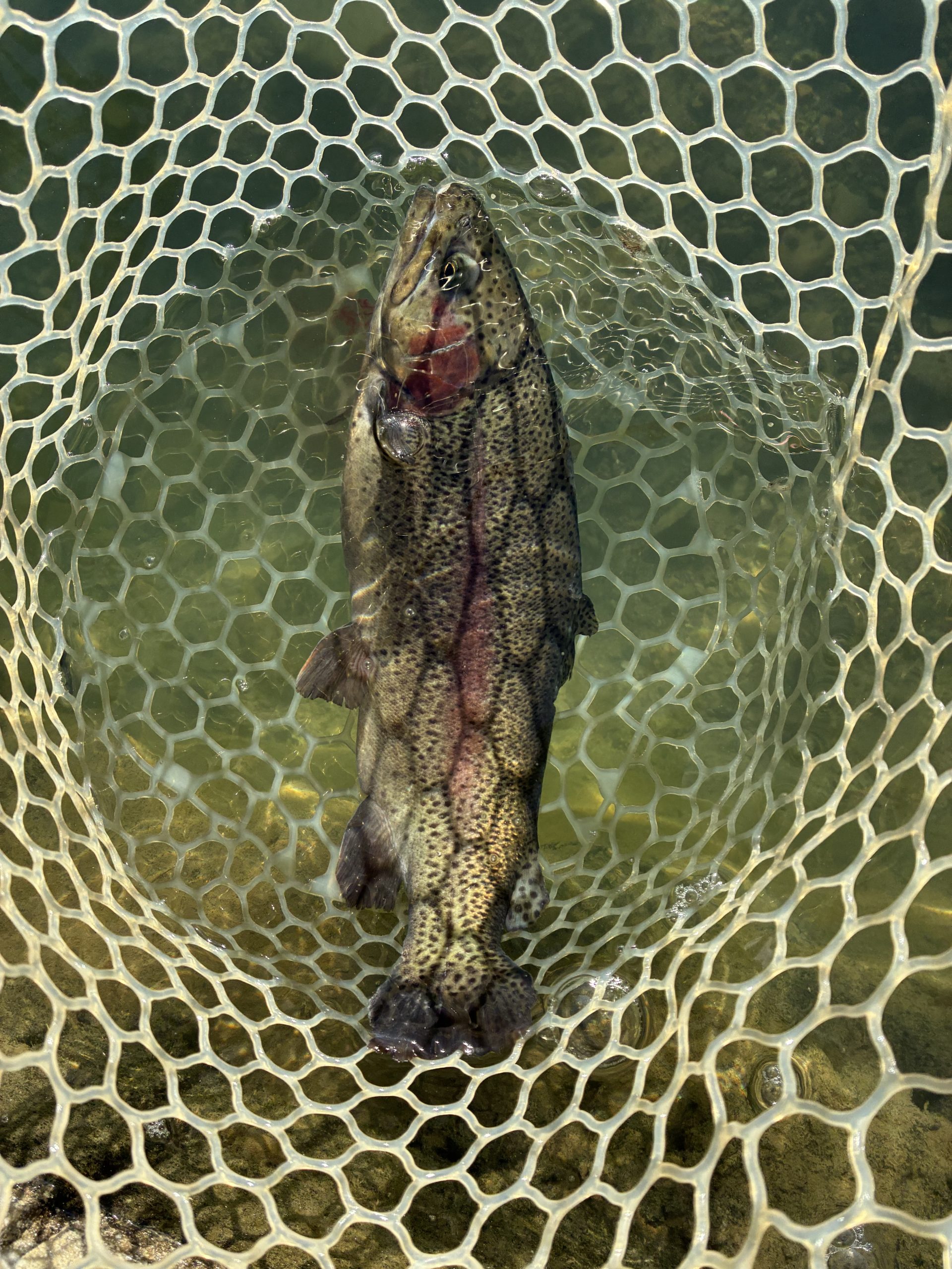 12月7日（日）八王子市　せっきーさん