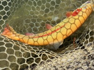 12月28日（日）八王子市　せっきーさん