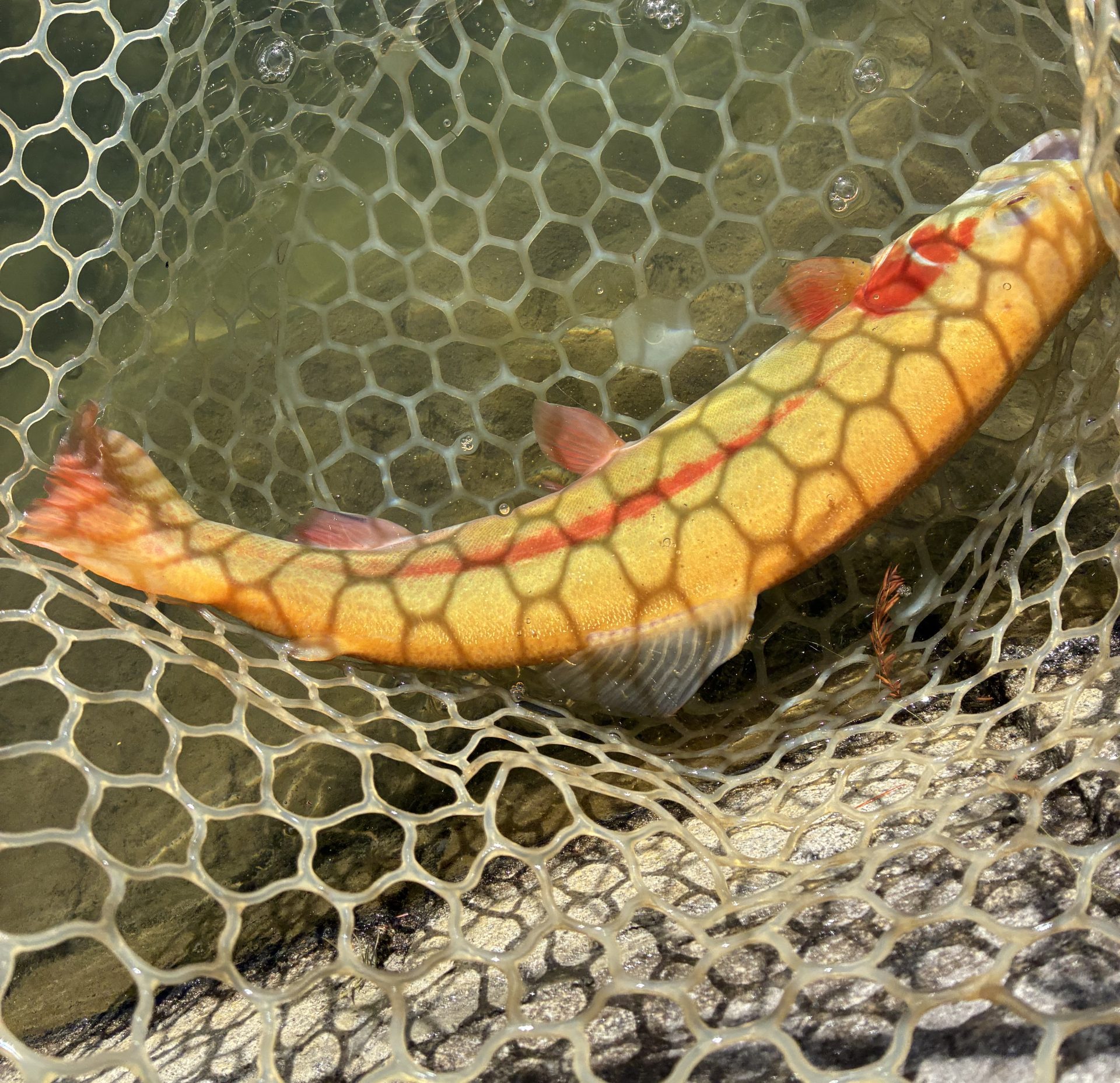 12月28日（日）八王子市　せっきーさん