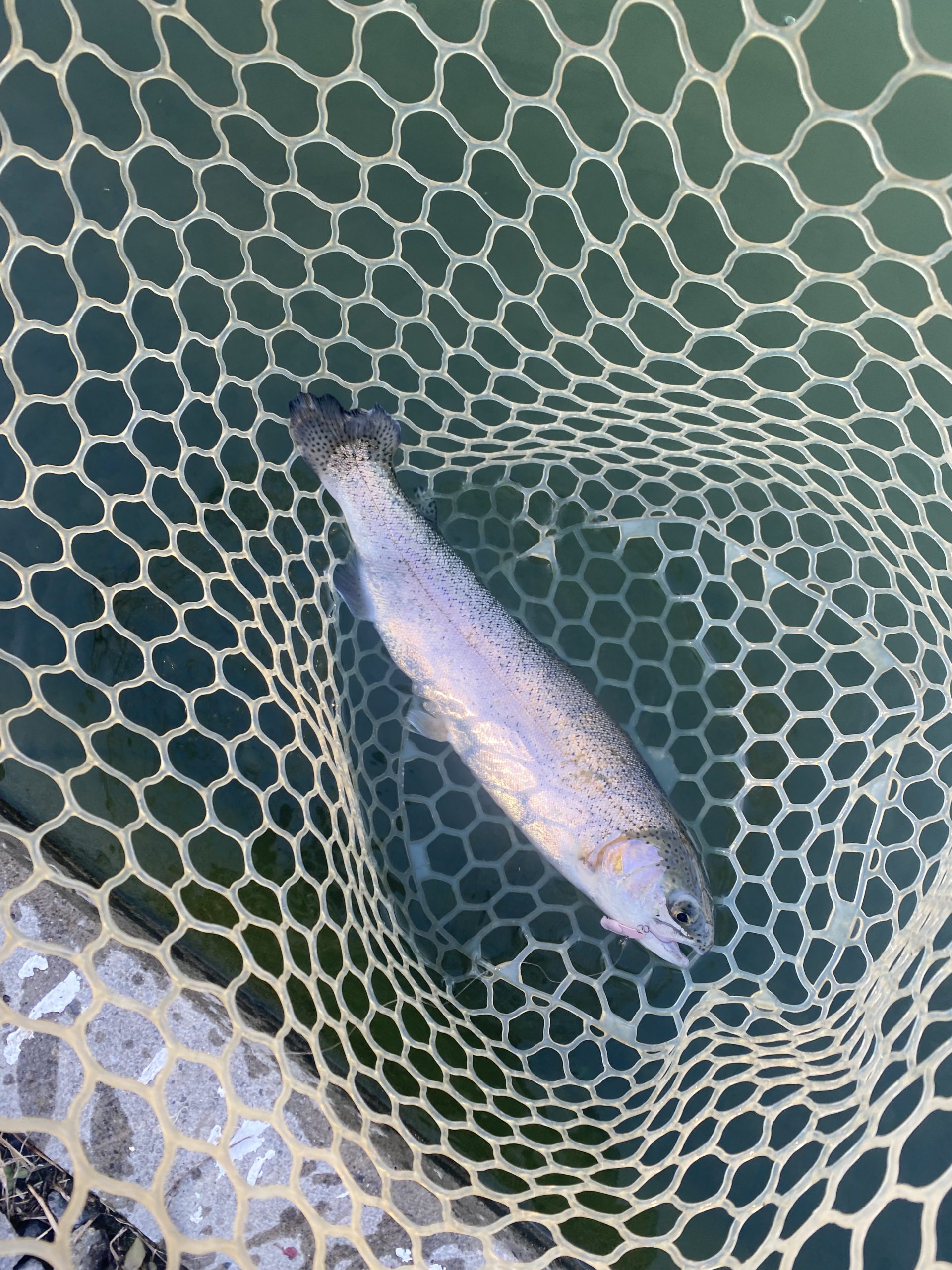 12月7日（日）浦安市　ｋｐさん