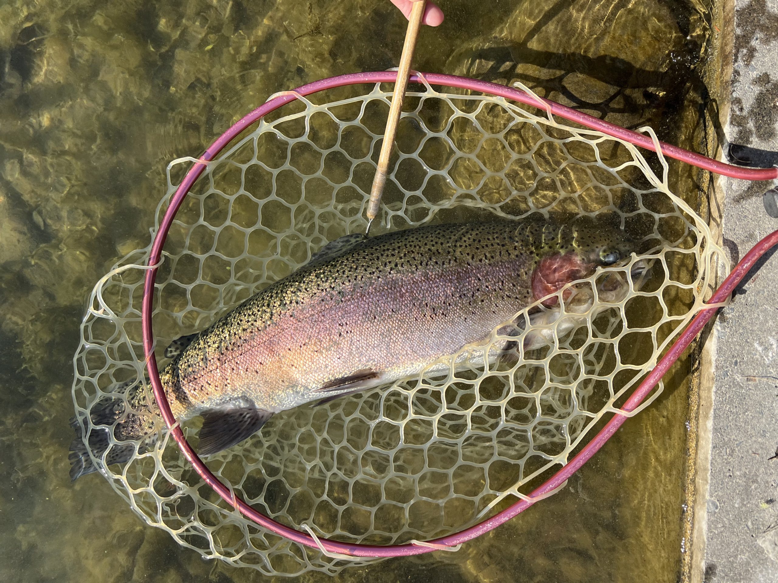 12月19日（金）八王子市　HGさん