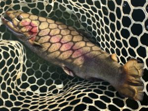 12月5日（金）日野市　オグさん