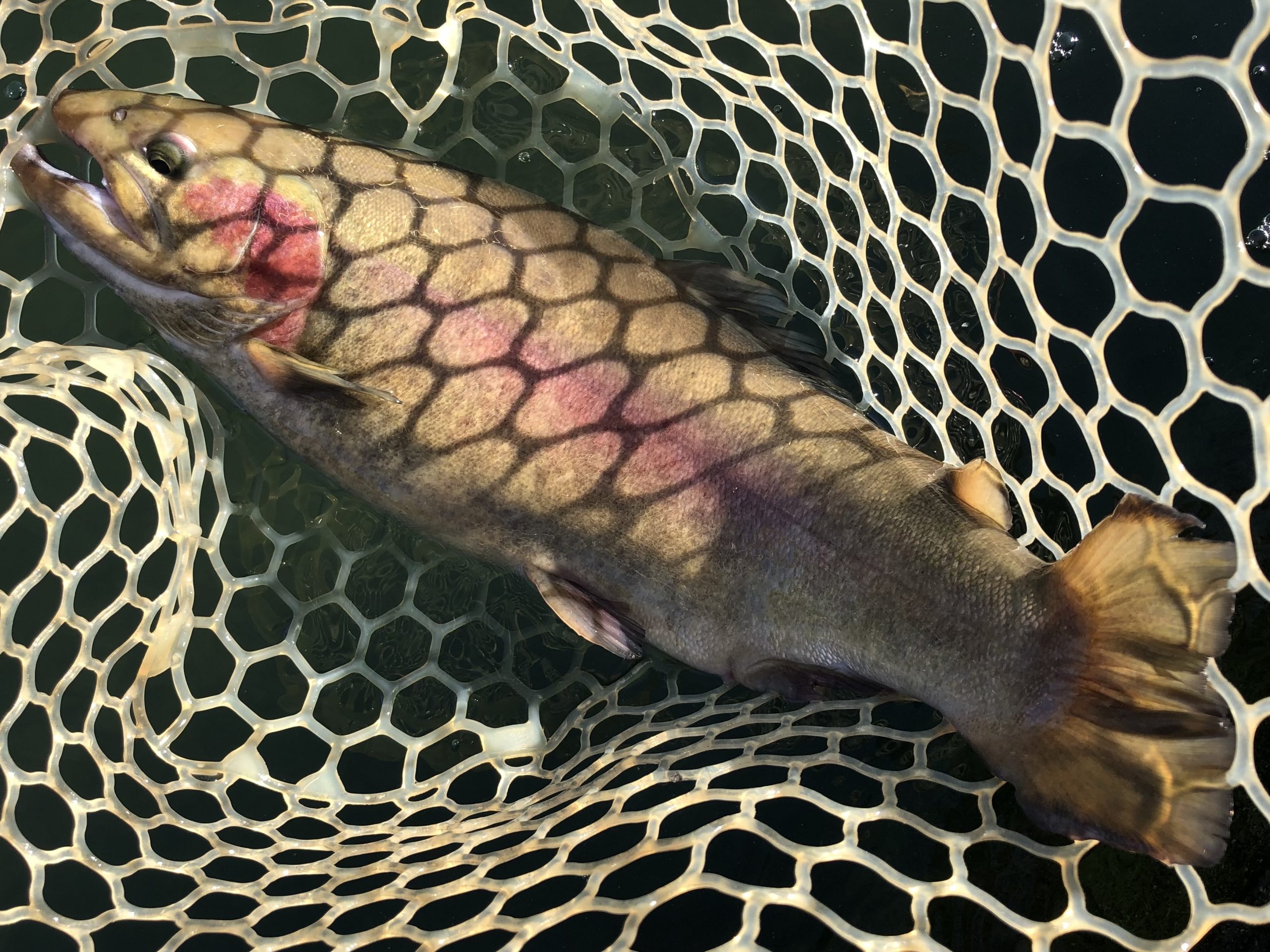 12月5日（金）日野市　オグさん