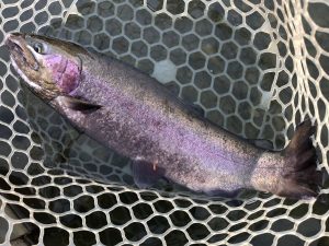 12月16日（火）　日野市　オグさん