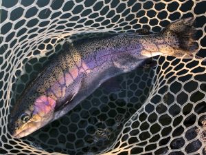 12月22日（月）日野市　オグさん