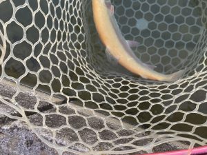 12月27日（土）あきる野市　野口さん