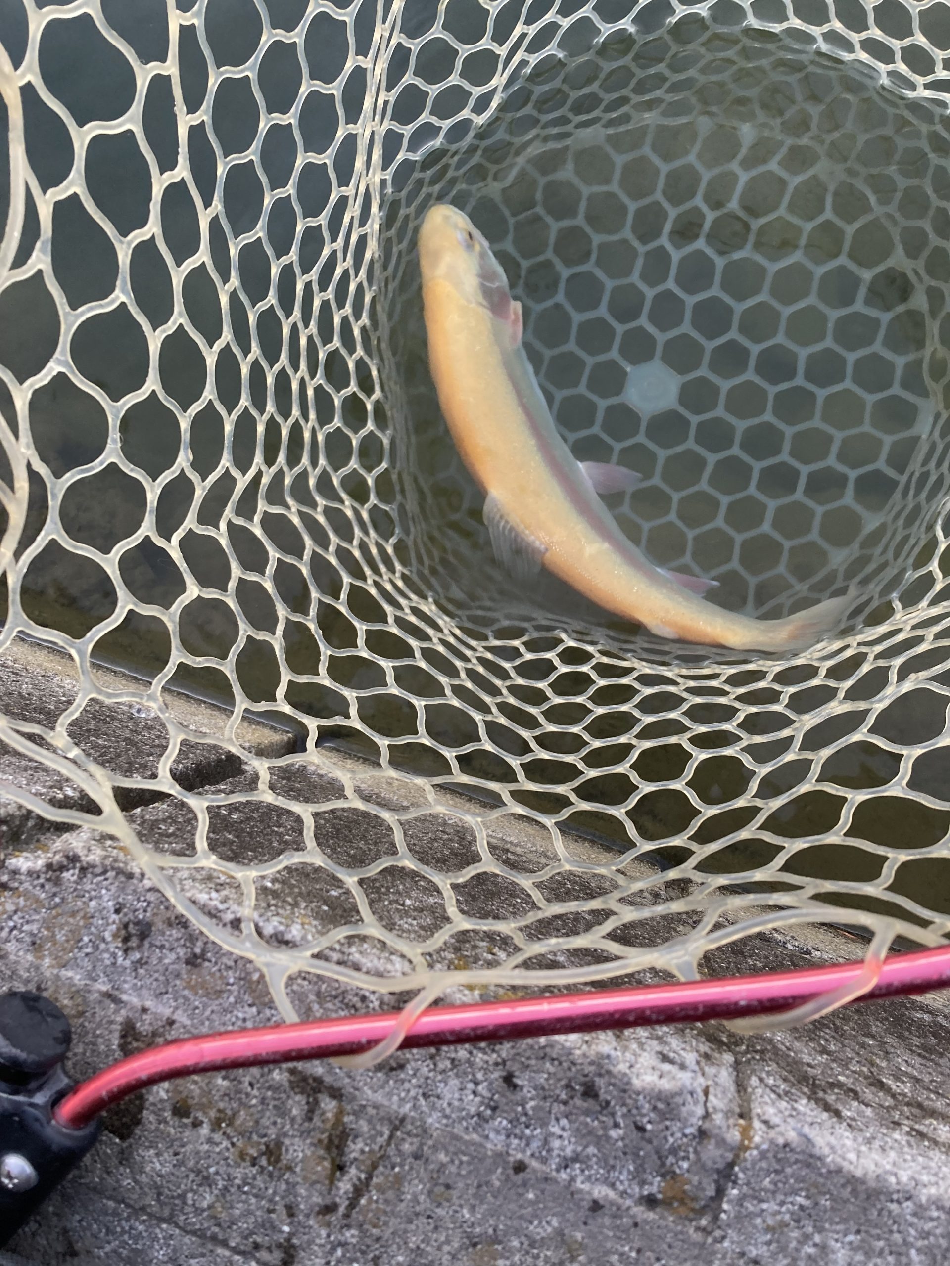 12月27日（土）あきる野市　野口さん